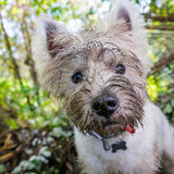 Shampoo per uso frequente: Pulizia delicata e salutare per il manto del vostro animale domestico 5L