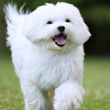 Shampoo speciale per il bianco radioso: illuminate il pelo del vostro animale con Dazzling White 500ml