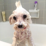 Shampoo de uso frequente: limpeza suave e saudável para a pelagem do seu animal de estimação 500ml