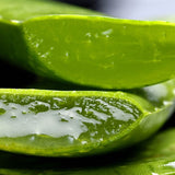 Aloe Vera Shampoo: Care for and Beautify your Pet's Coat 500ml