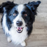 Aloe Vera Shampoo: Care for and Beautify your Pet's Coat 500ml