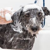 Champú Sensible: Cuida y Protege la Piel de tu Mascota con Nuestro Champú Hipoalergénico💧 5L
